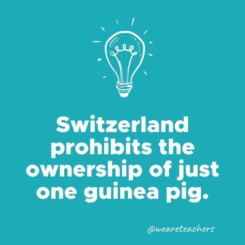 Switzerland prohibits the ownership of just one guinea pig.- weird fun facts