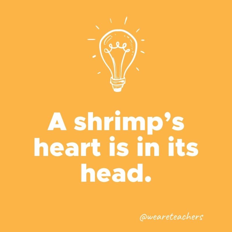 A shrimp’s heart is in its head.
