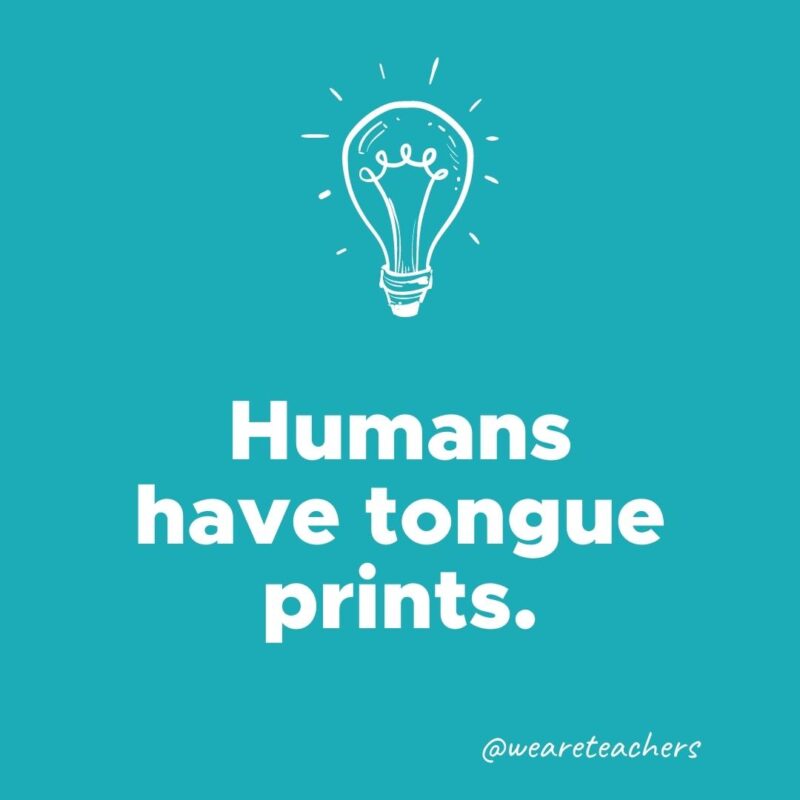 Humans have tongue prints. 