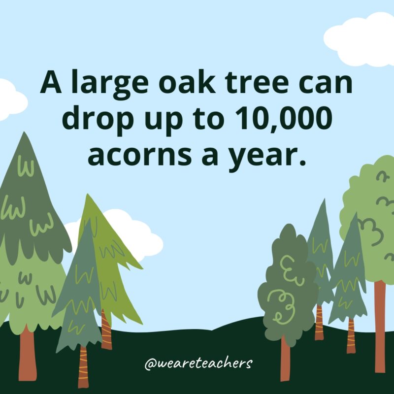 A large oak tree can drop up to 10,000 acorns a year.