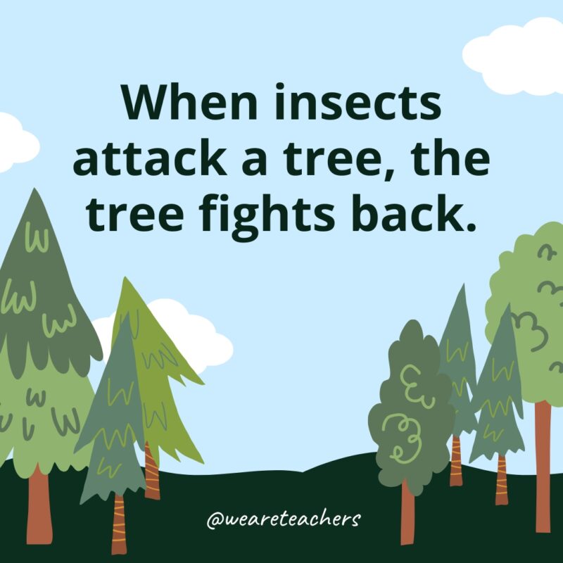 When insects attack a tree, the tree fights back.