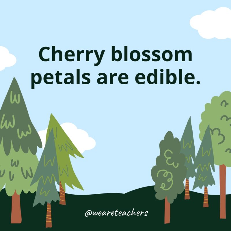 Cherry blossom petals are edible.