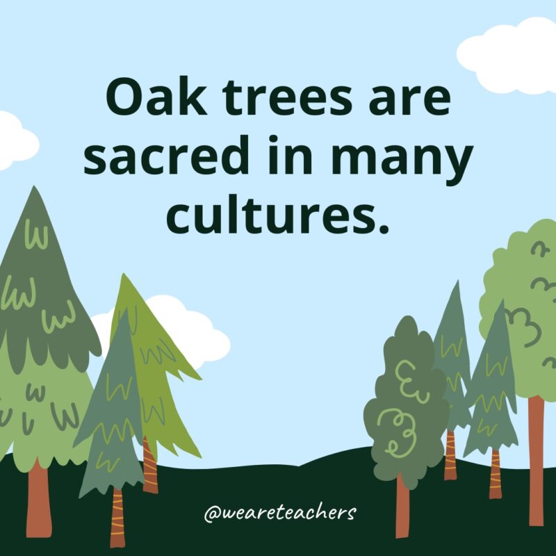 Oak trees are sacred in many cultures.