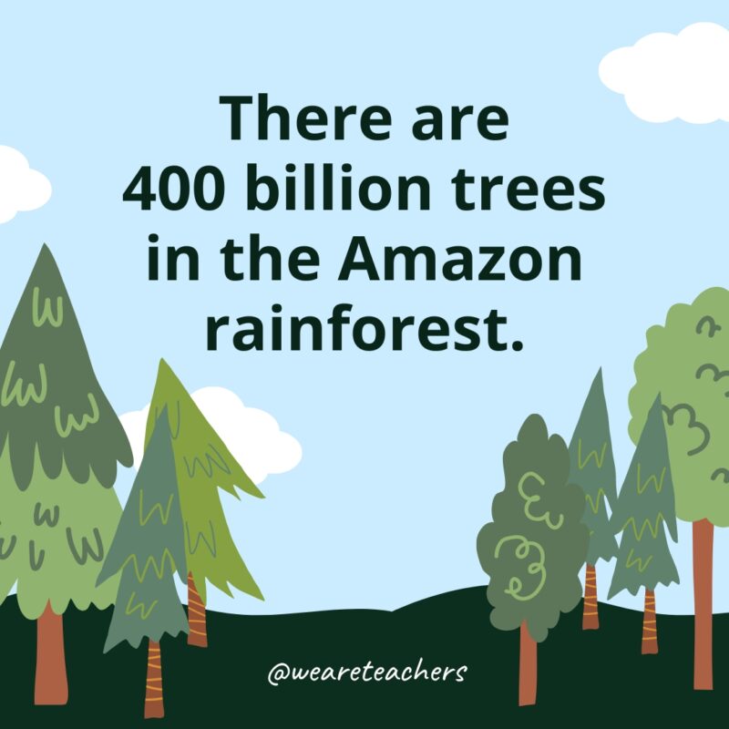 There are 400 billion trees in the Amazon rainforest.