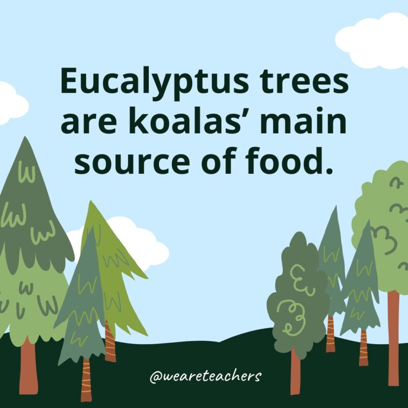 Eucalyptus trees are koalas' main source of food.