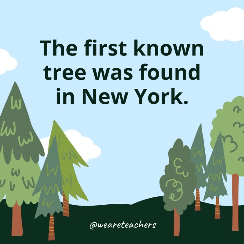 The first known tree was found in New York.