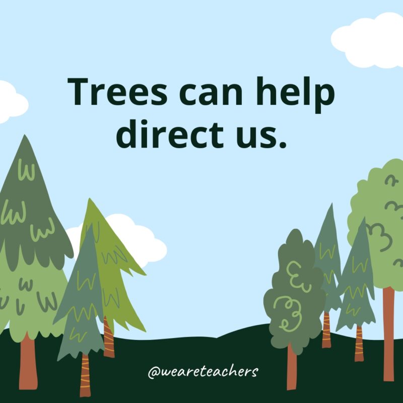 Trees can help direct us.