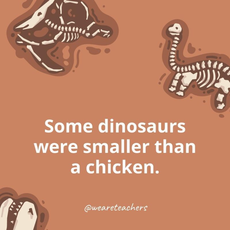 Some dinosaurs were smaller than a chicken.