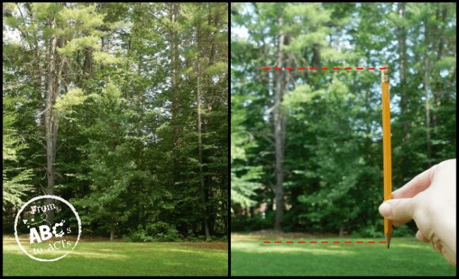 Two images side by side of a stand of trees. The image on the right shows a hand holding a pencil in the foreground