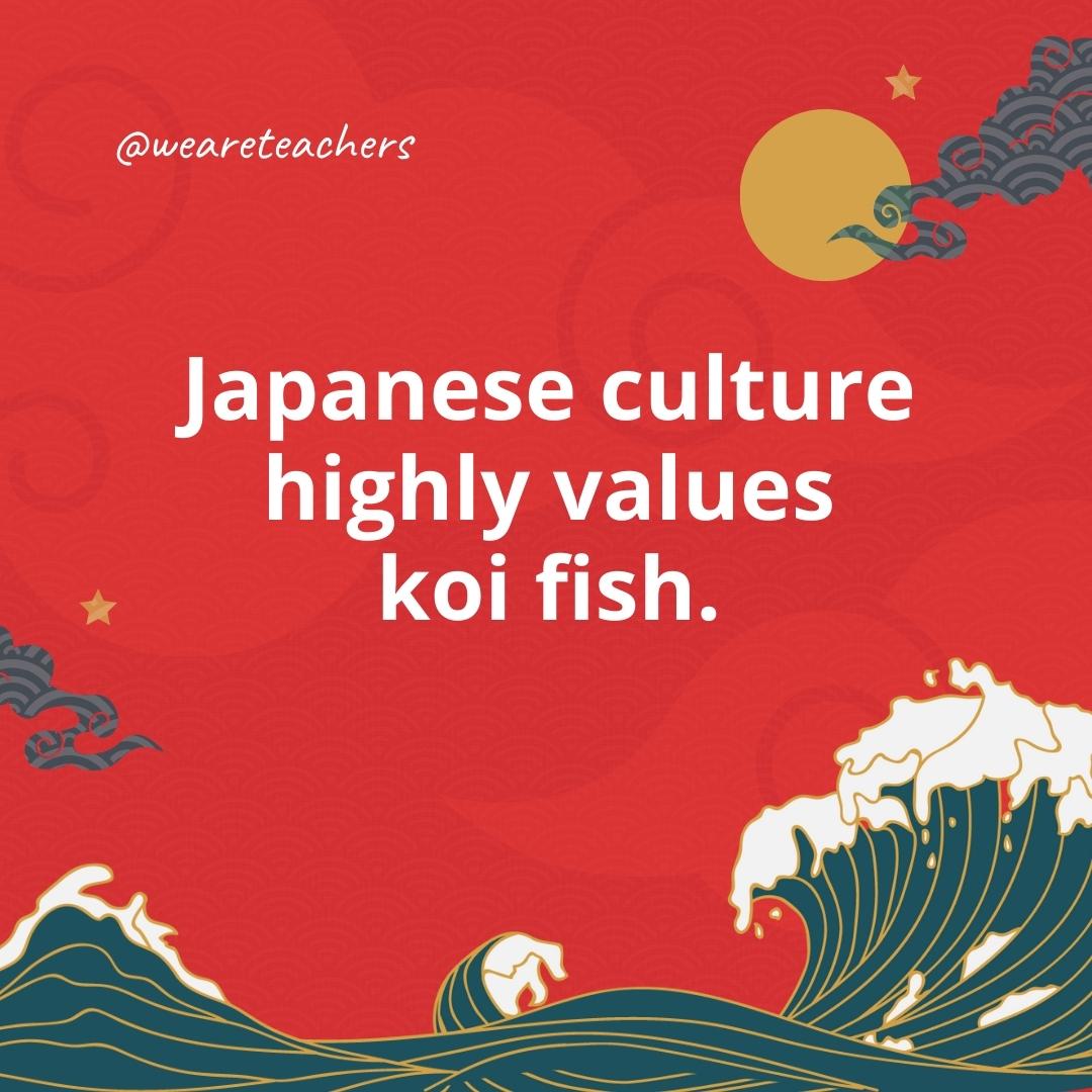 Japanese culture highly values koi fish.- facts about Japan