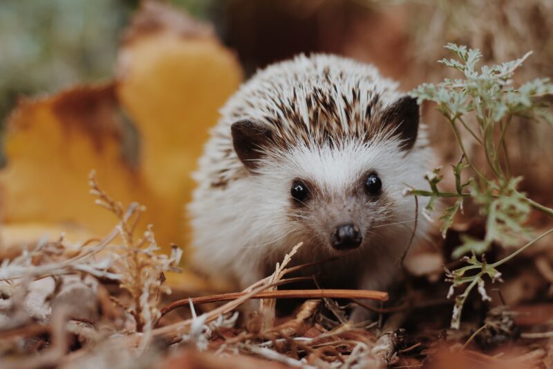 A hedgehog standing on brown leaves as an example of animals that hibernate