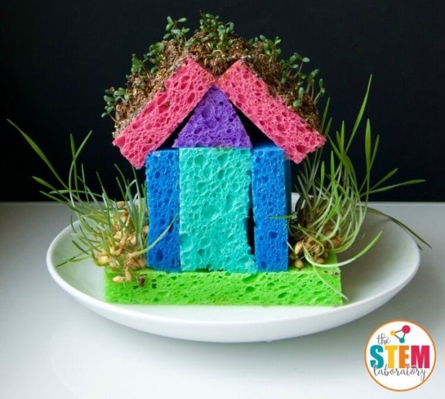 Model house made of colorful sponges with bean sprouts growing from it