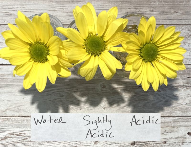 Three yellow daisies in jars labeled water, slightly acidic, and acidic