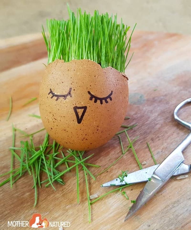 A brown eggshell with the top broken off, with grass growing out of its top and a face drawn on it. Scissors are lying nearby with grass clippings.