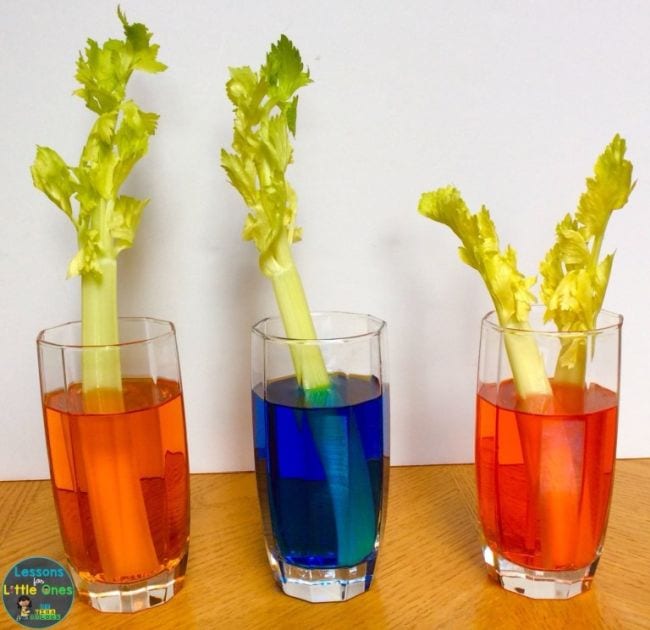 Three glasses of water dyed different colors with a celery stalk in each