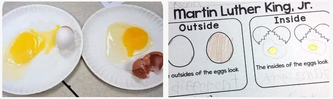 White egg and brown egg cracked open to show the insides, alongside a worksheet exploring the concept 