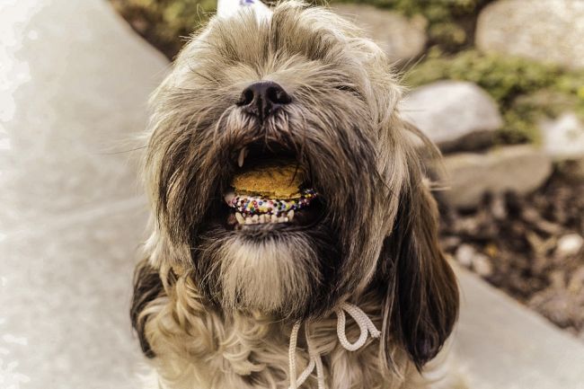 Dog with its mouth open and filled with treats