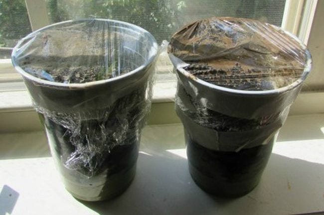 Two plastic cups filled with compost and covered in plastic wrap