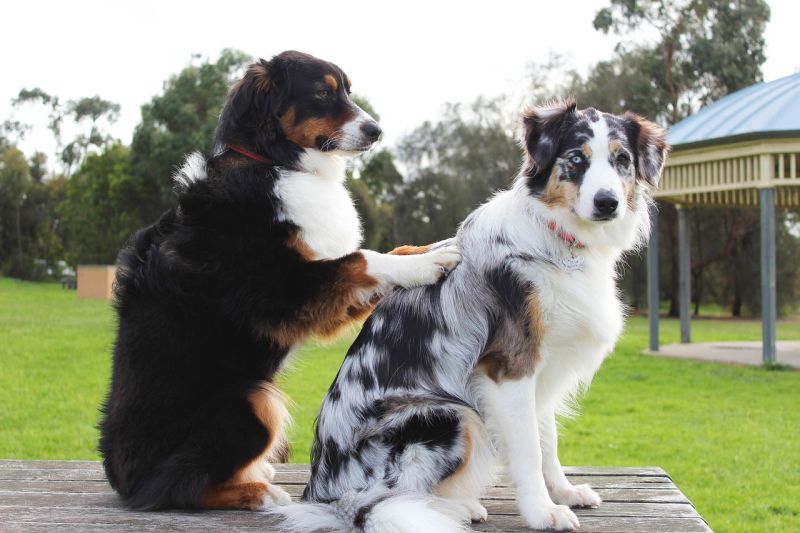 Two dogs sitting in a way that looks like one is giving the other a back massage