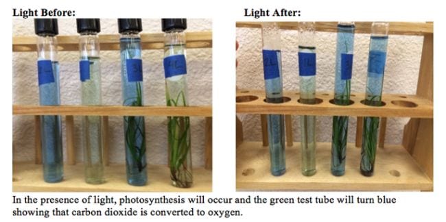 Test tubes filled with plants and green and blue liquid