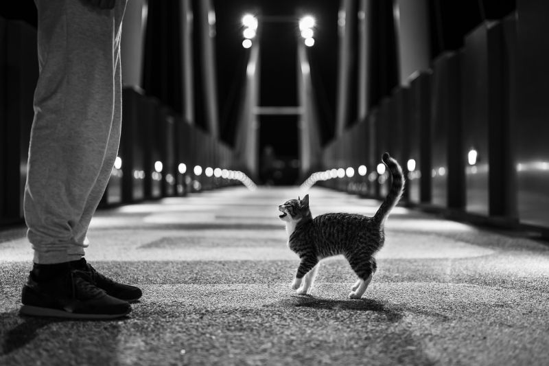 A small kitten facing a person's legs, in black and white