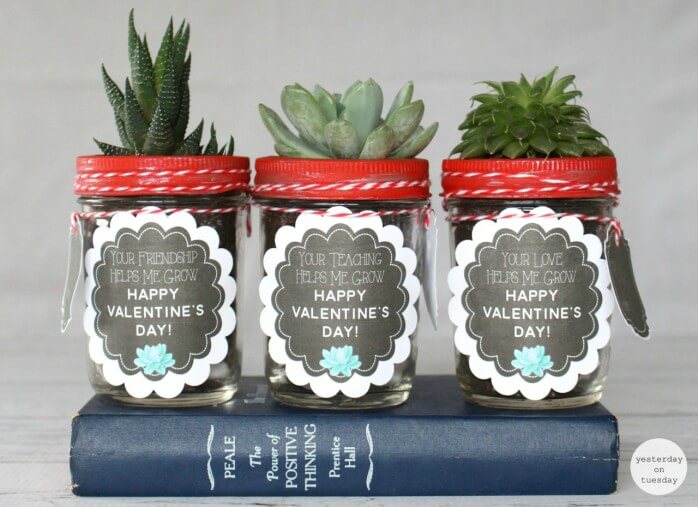 Succulent plants with a valentine note on them
