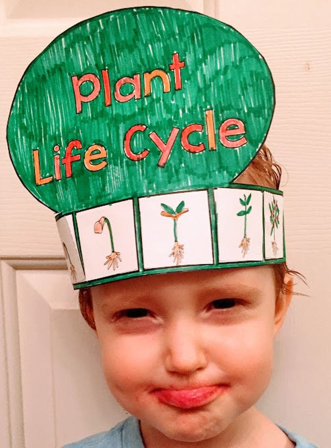 Young student wearing a paper hat showing the plant life cycle