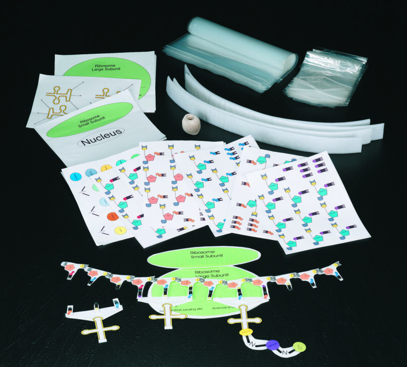 Materials included in Ward's Science DNA to Protein activity