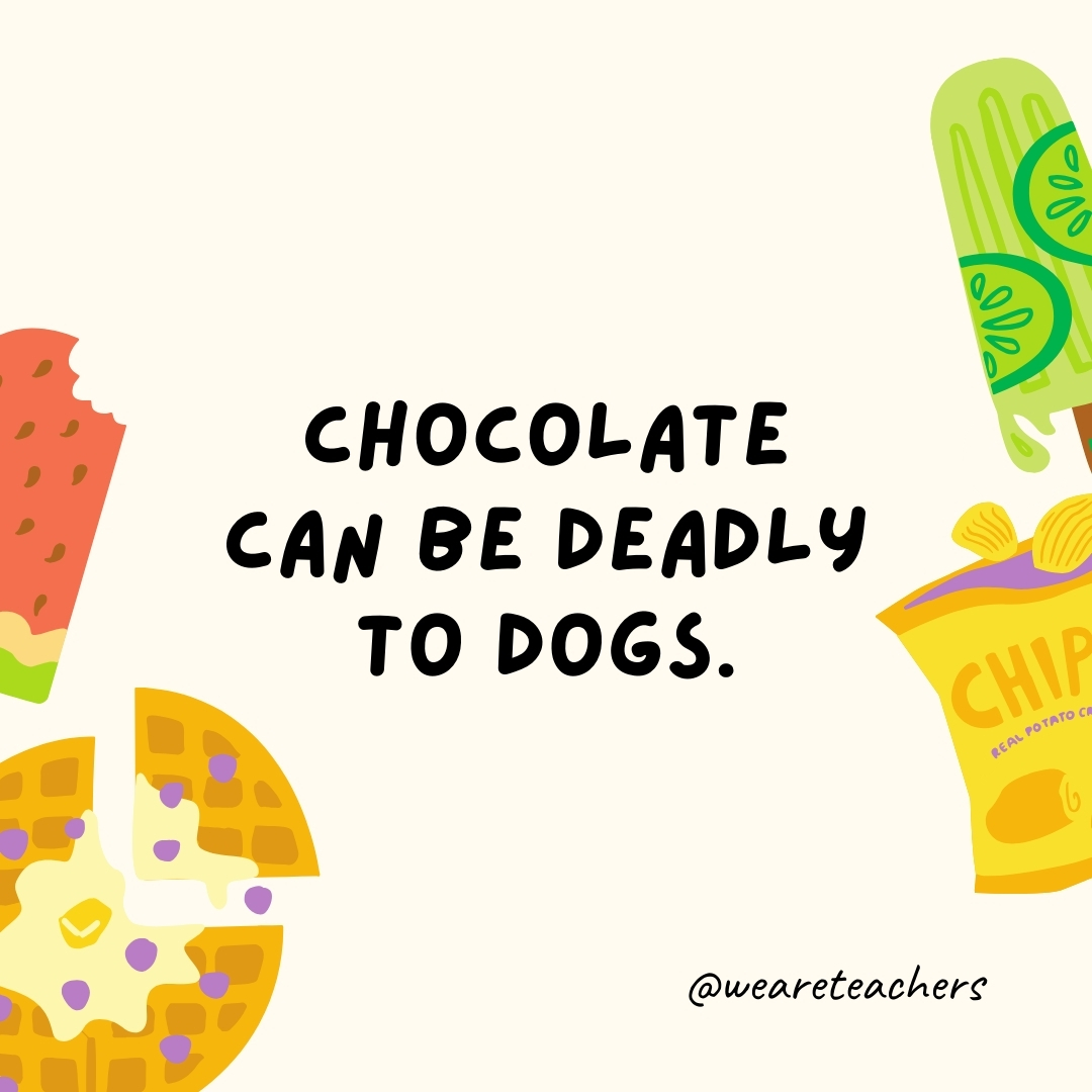 Chocolate can be deadly to dogs.