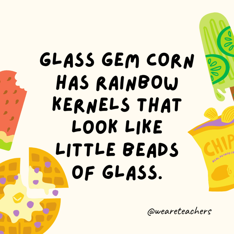 Glass Gem corn has rainbow kernels that look like little beads of glass.
