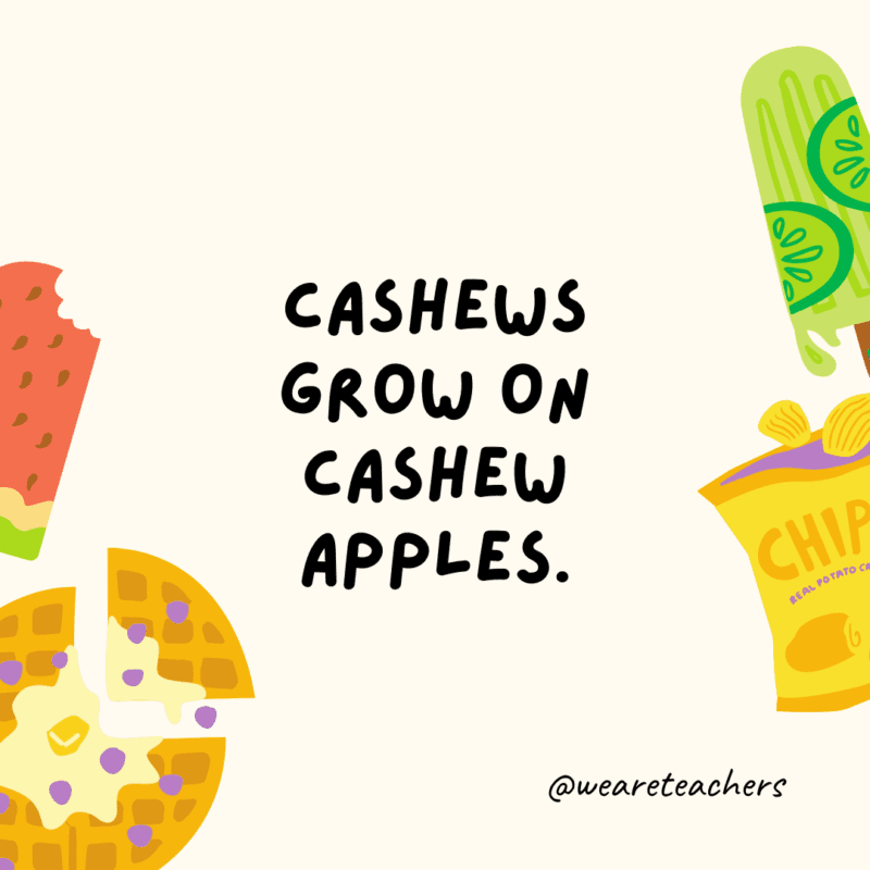 Cashews grow on cashew apples.