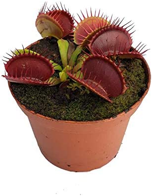 Small, inexpensive thing: venus fly trap