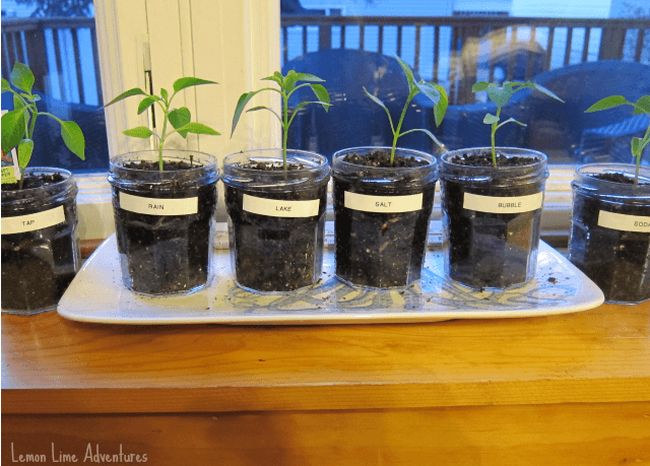 A series of plants in glass jars, labeled 