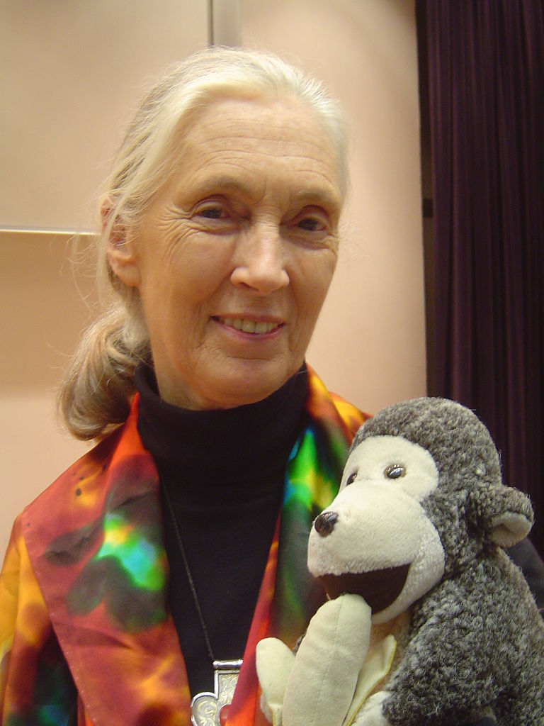 Jane Goodall, on the list of famous women in history, is holding her toy monkey 