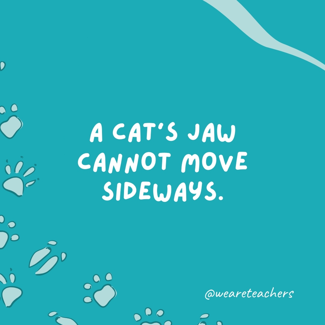 A cat's jaw cannot move sideways. - animal facts