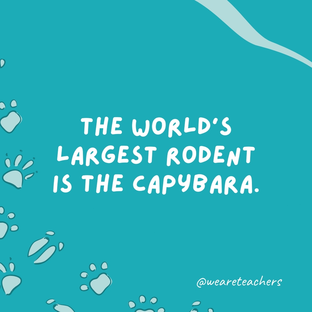The world's largest rodent is the capybara.  - animal facts