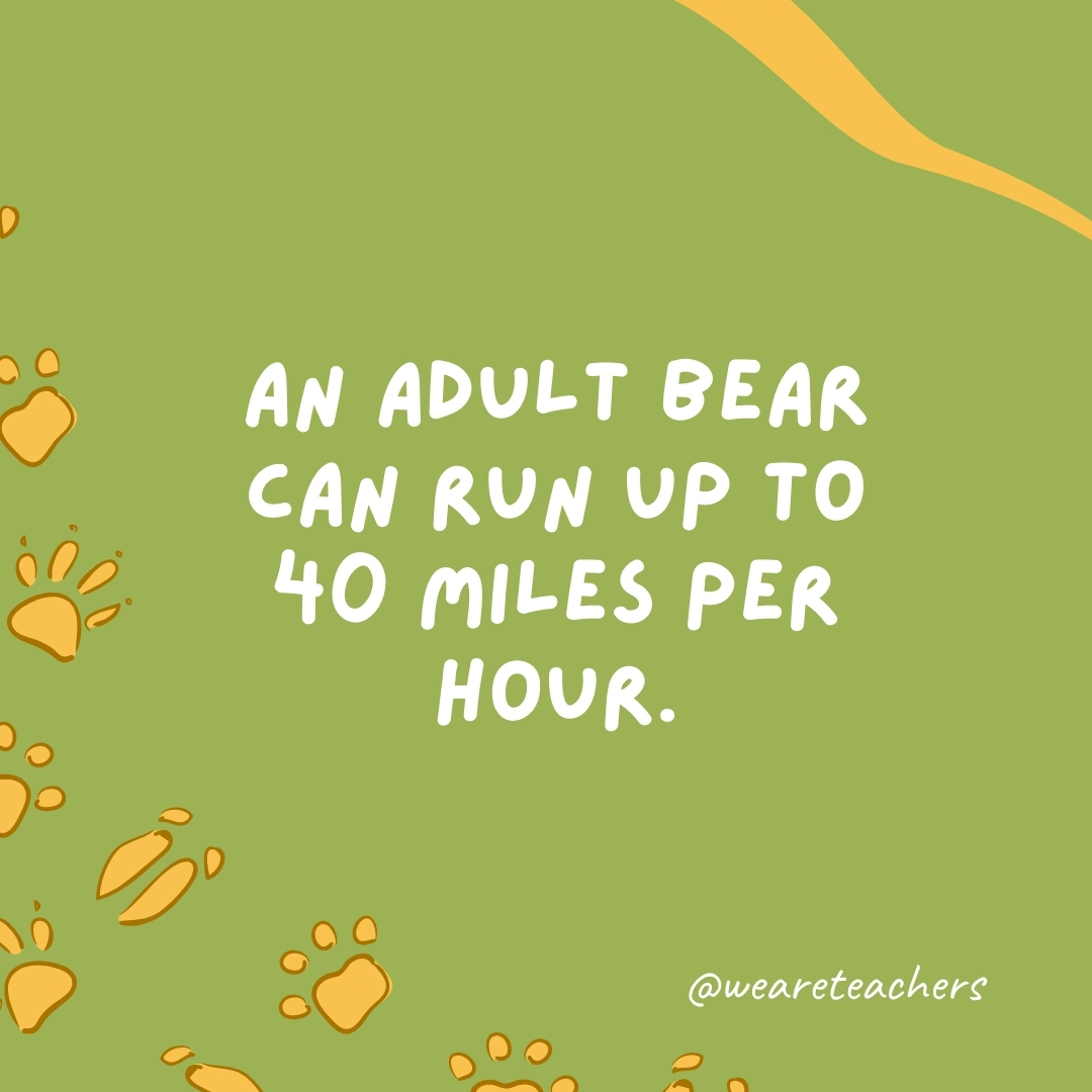 An adult bear can run up to 40 miles per hour.