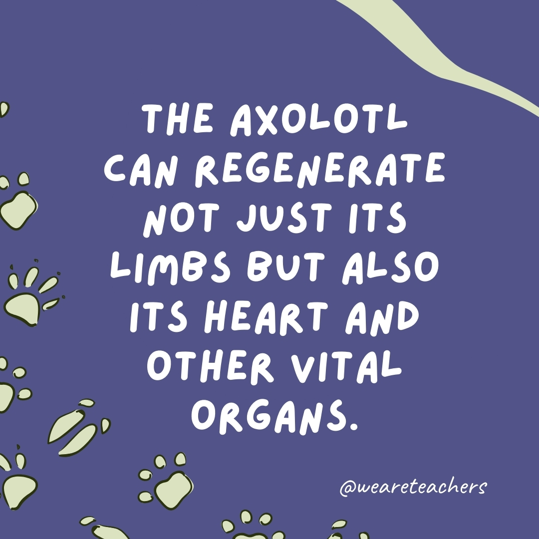 The axolotl can regenerate not just its limbs but also its heart and other vital organs.