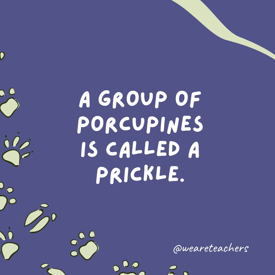 A group of porcupines is called a prickle.  - animal facts