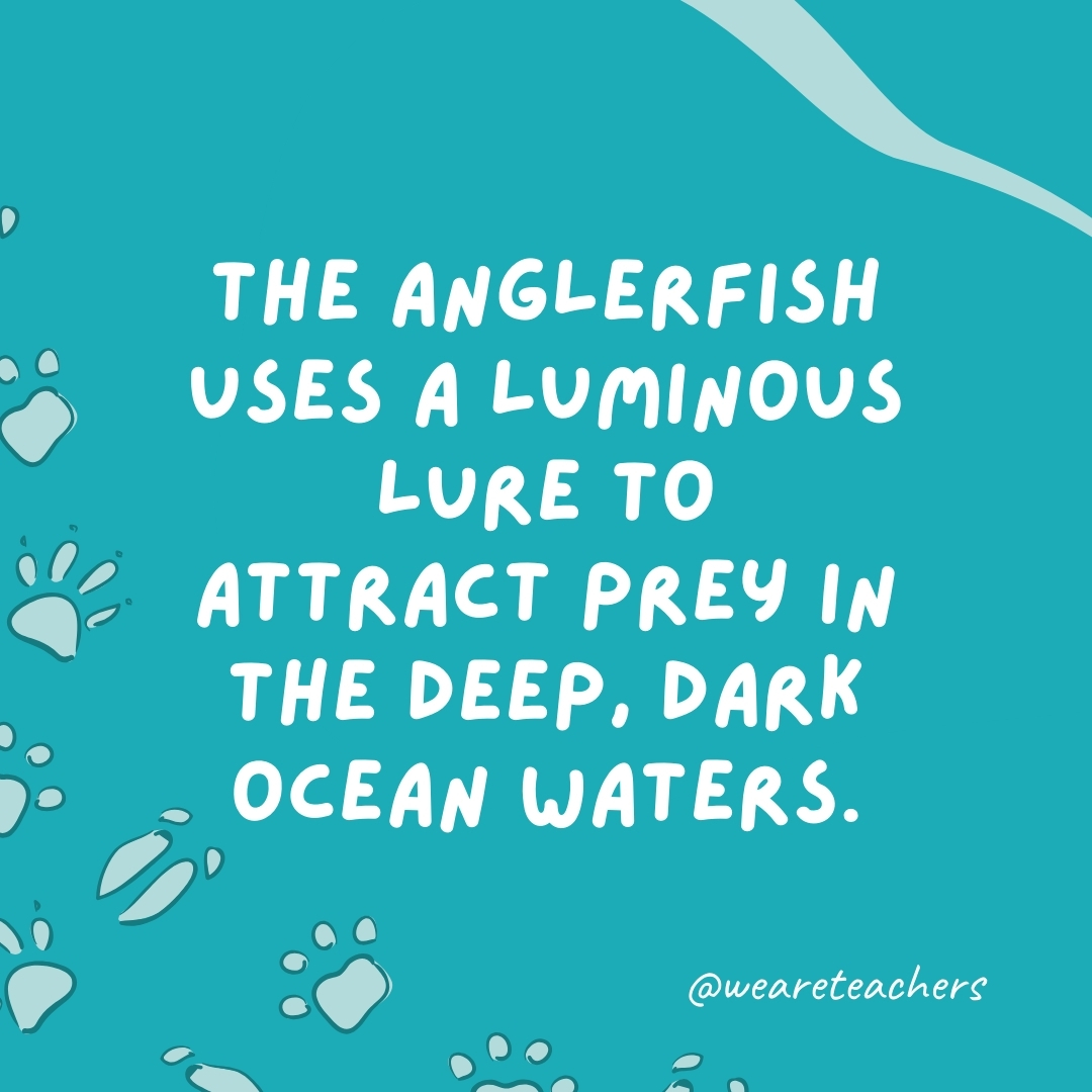 The anglerfish uses a luminous lure to attract prey in the deep, dark ocean waters.- animal facts