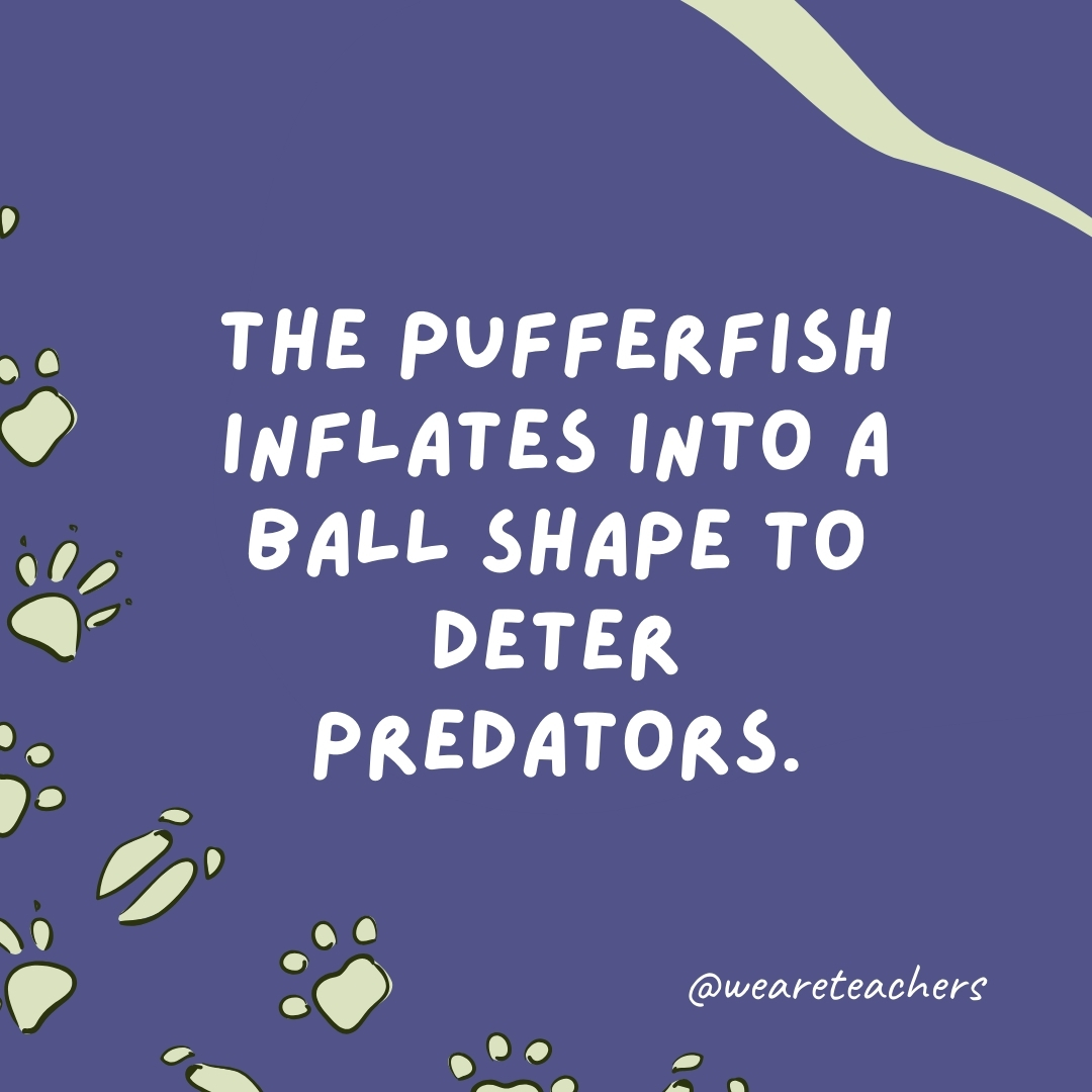 The pufferfish inflates into a ball shape to deter predators.