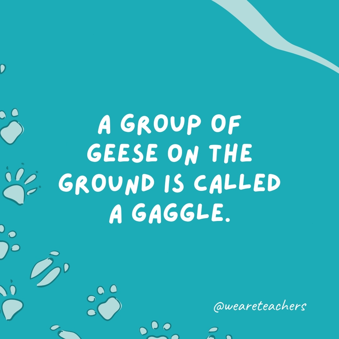 A group of geese on the ground is called a gaggle.