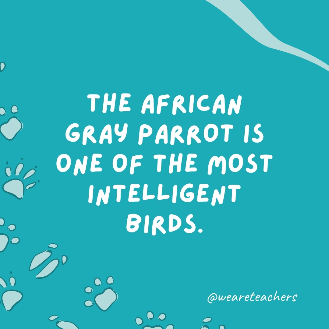 The African gray parrot is one of the most intelligent birds.- animal facts