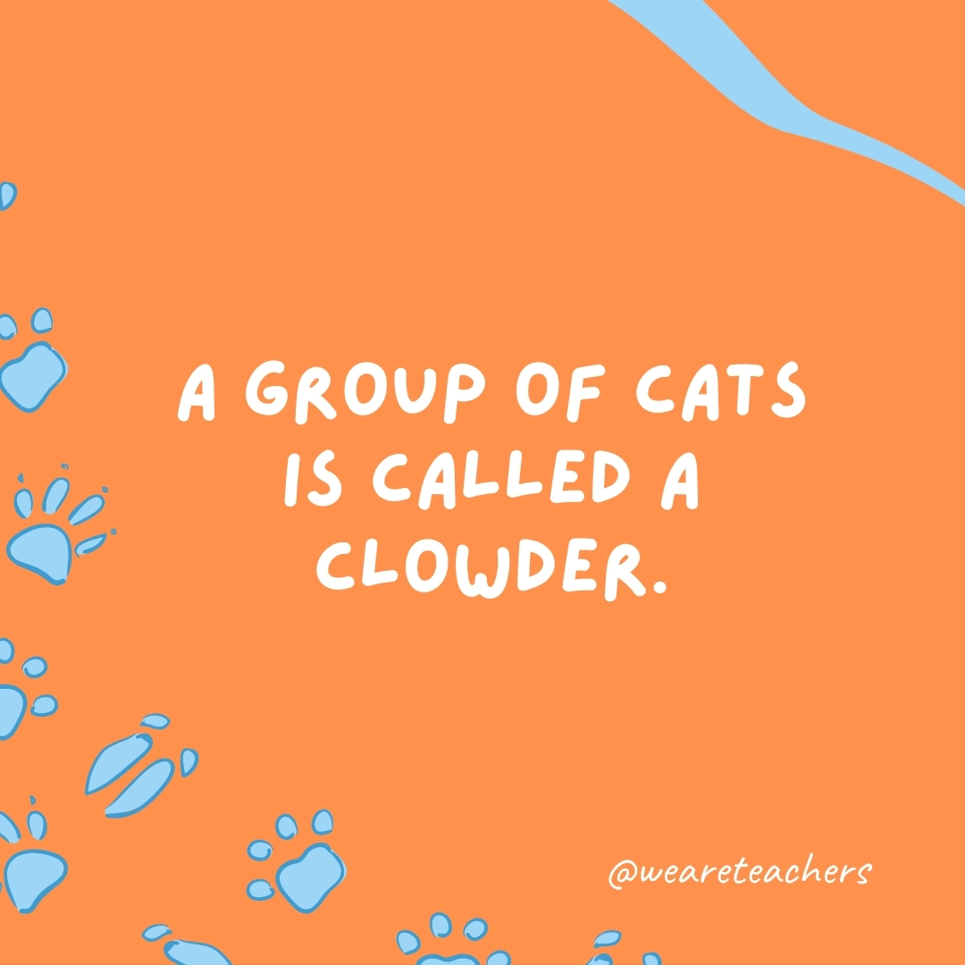A group of cats is called a clowder.