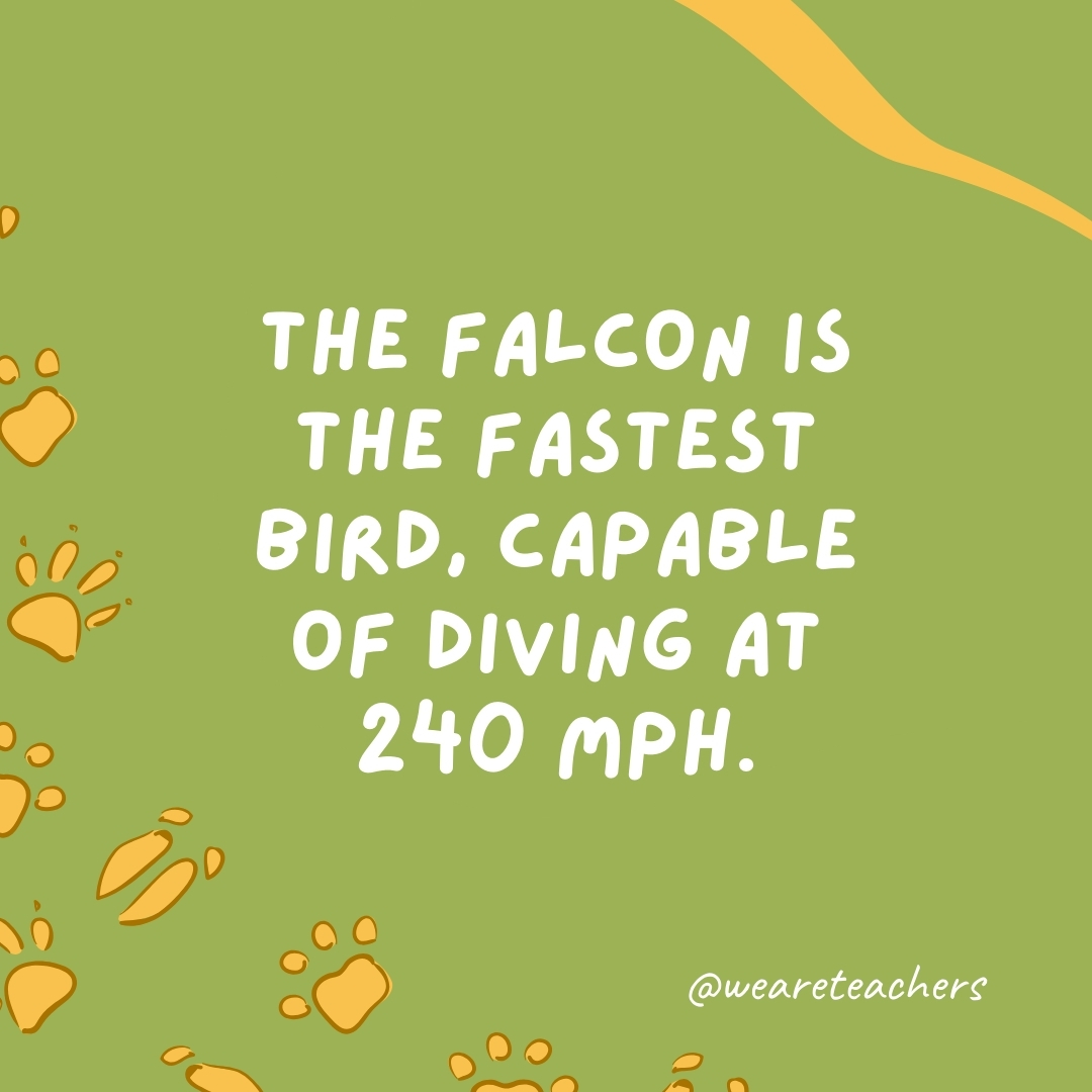 The falcon is the fastest bird, capable of diving at 240 mph.