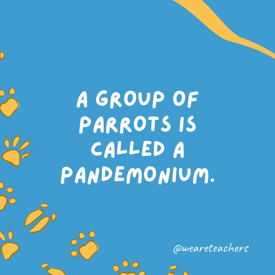 A group of parrots is called a pandemonium.