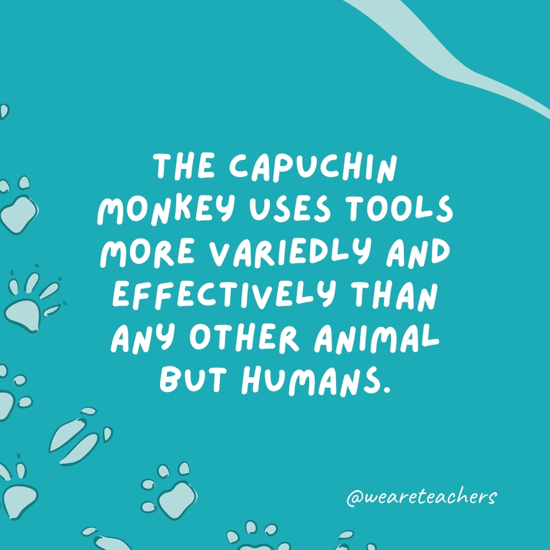 The capuchin monkey uses tools more variedly and effectively than any other animal but humans.