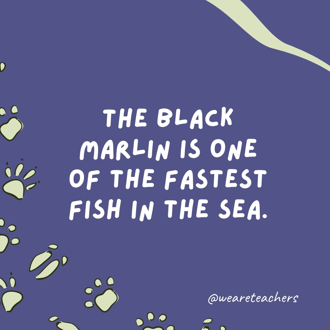 The black marlin is one of the fastest fish in the sea.- animal facts