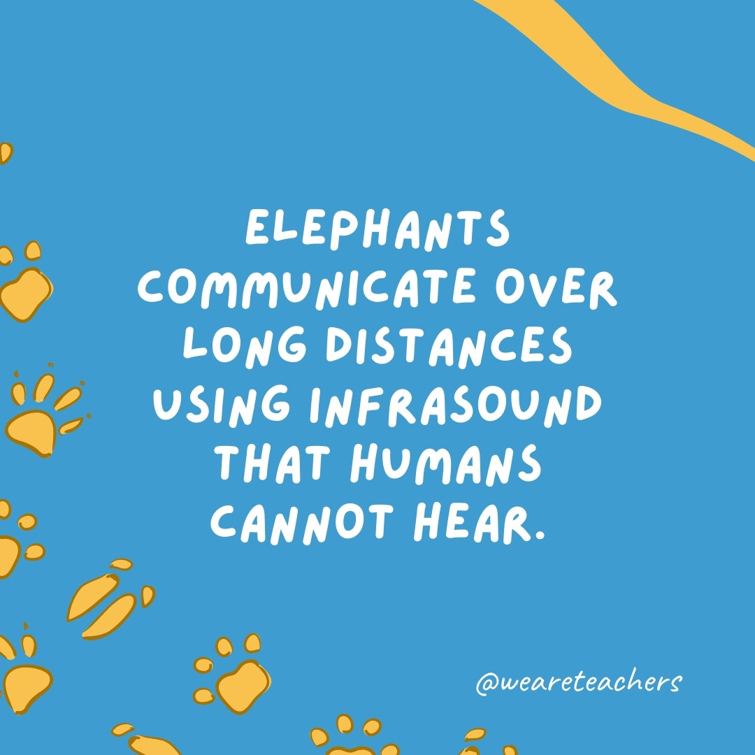 Elephants communicate over long distances using infrasound that humans cannot hear.