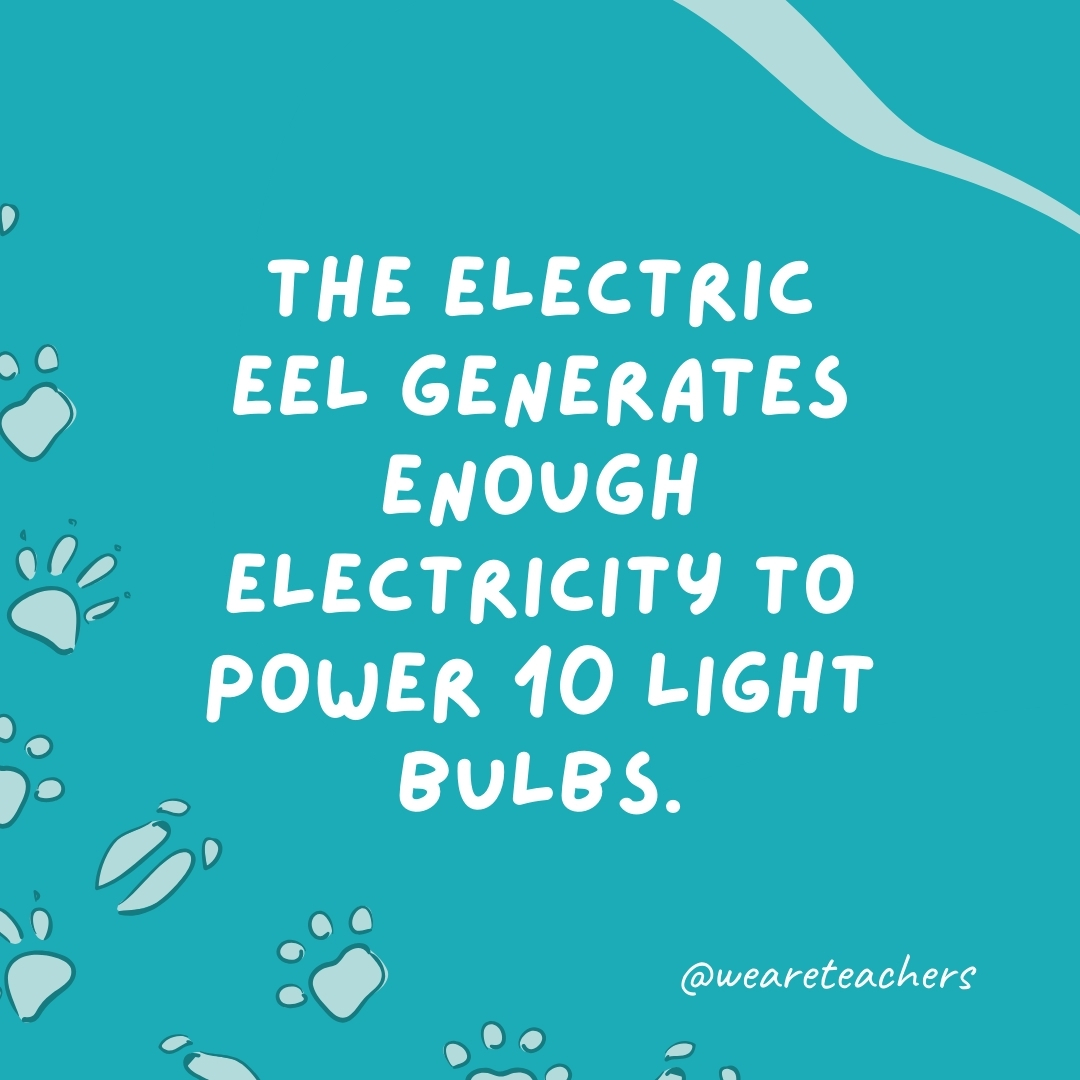 The electric eel generates enough electricity to power 10 light bulbs.- animal facts